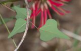 Erythrina herbacea