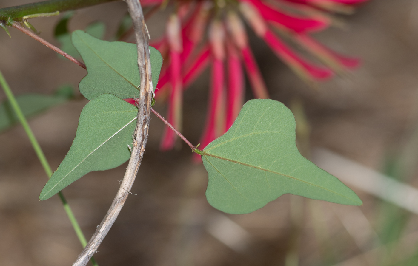 Image of Erythrina herbacea specimen.