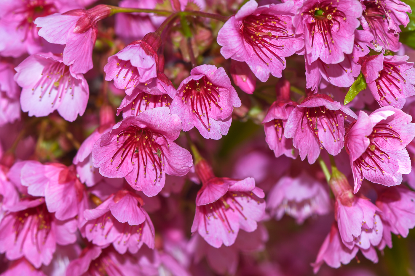 Image of Prunus campanulata specimen.