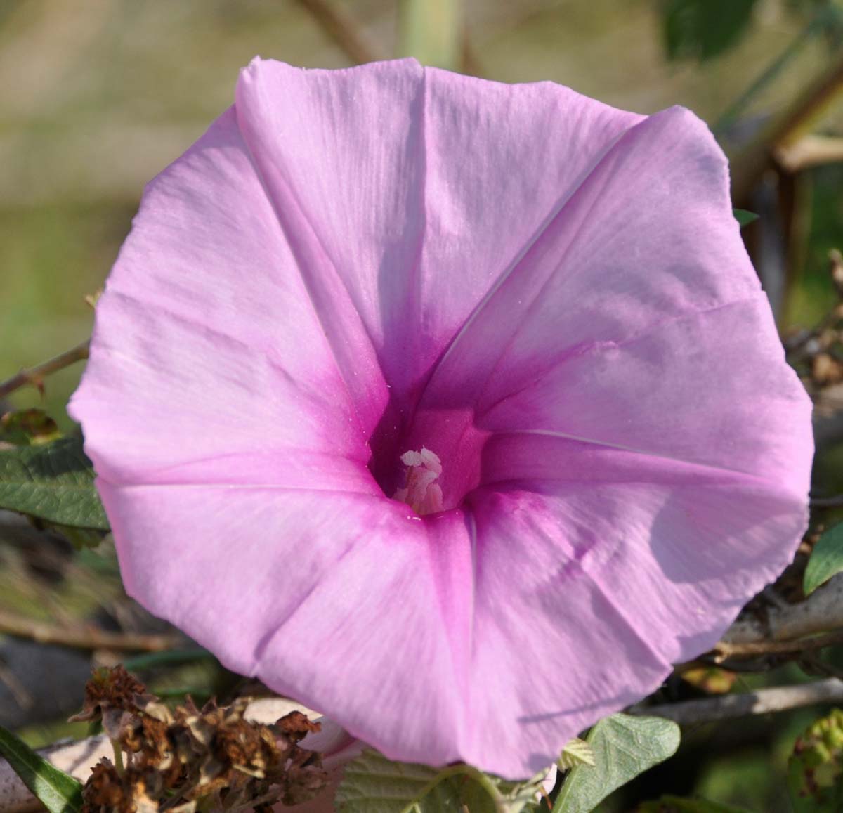 Image of Ipomoea sagittata specimen.