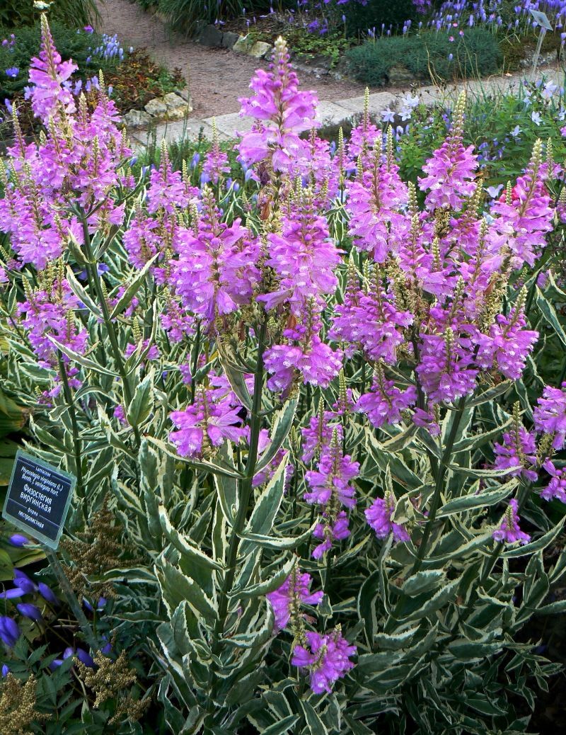 Image of Physostegia virginiana specimen.