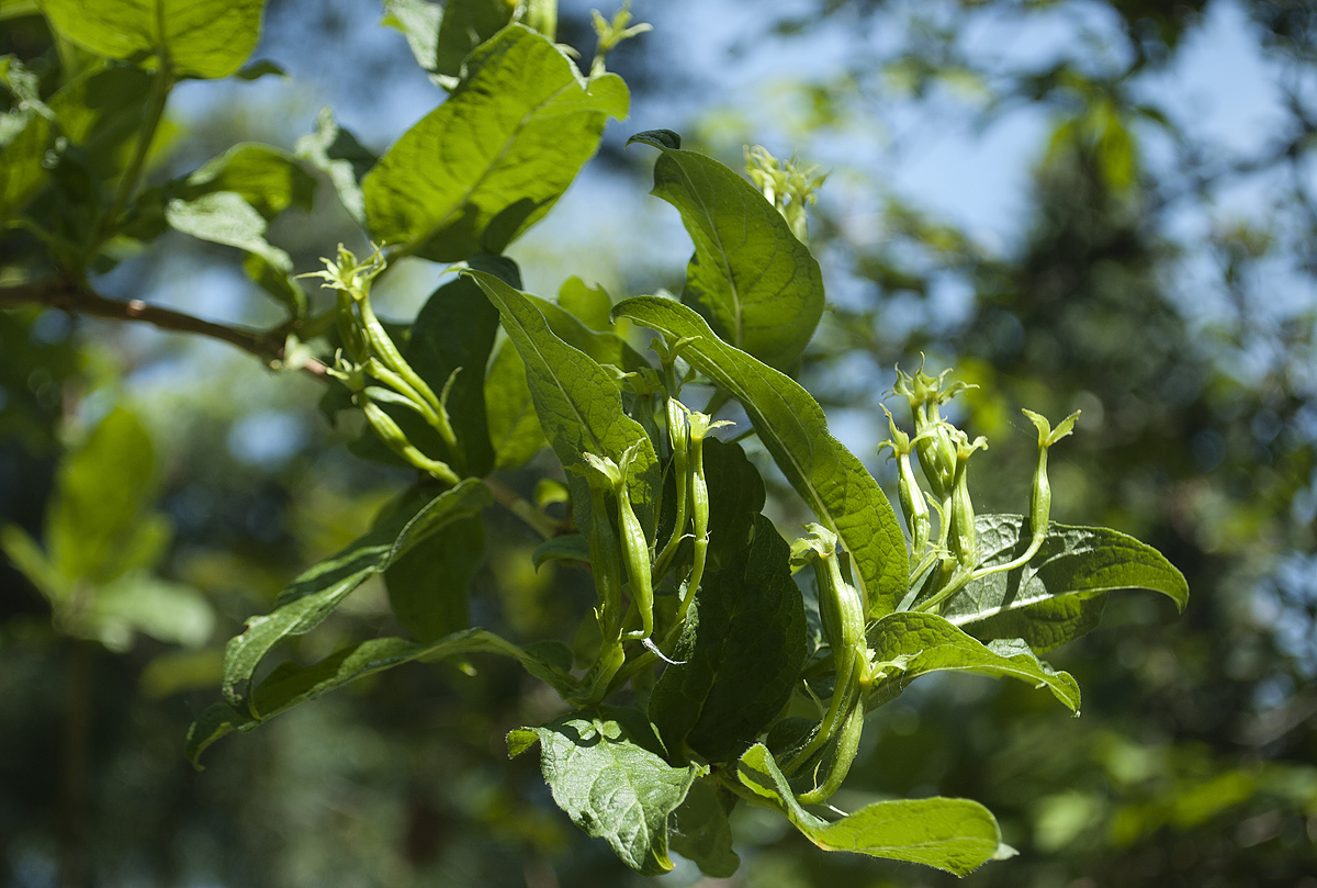 Изображение особи Weigela middendorffiana.