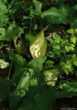 genus Arum. Цветущее растение в широколиственном лесу на равнине. Азербайджан, Масаллинский р-н. 11.04.2010.