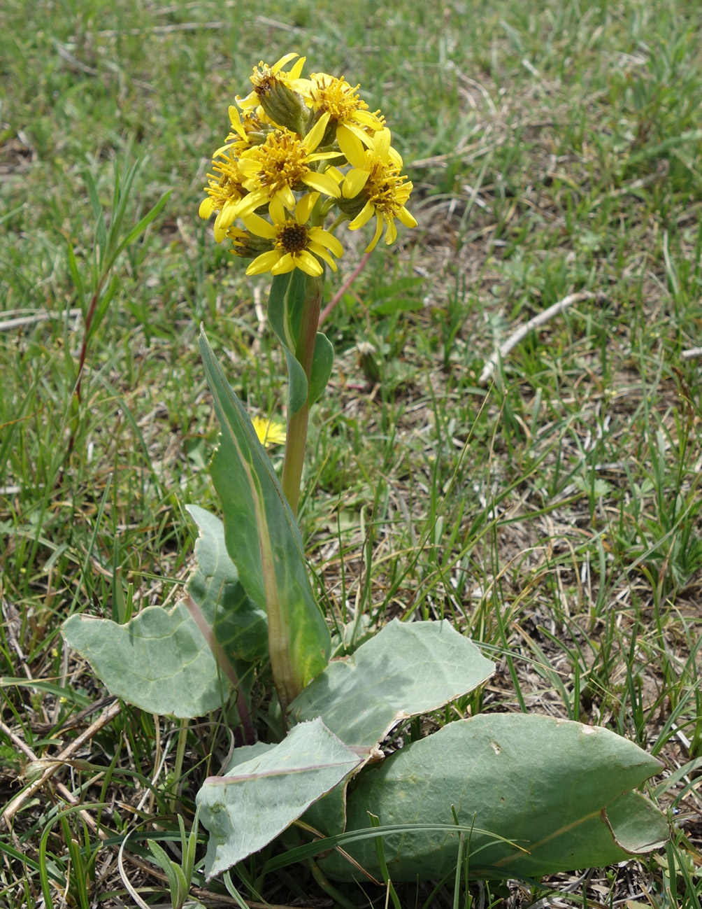 Image of Ligularia alpigena specimen.