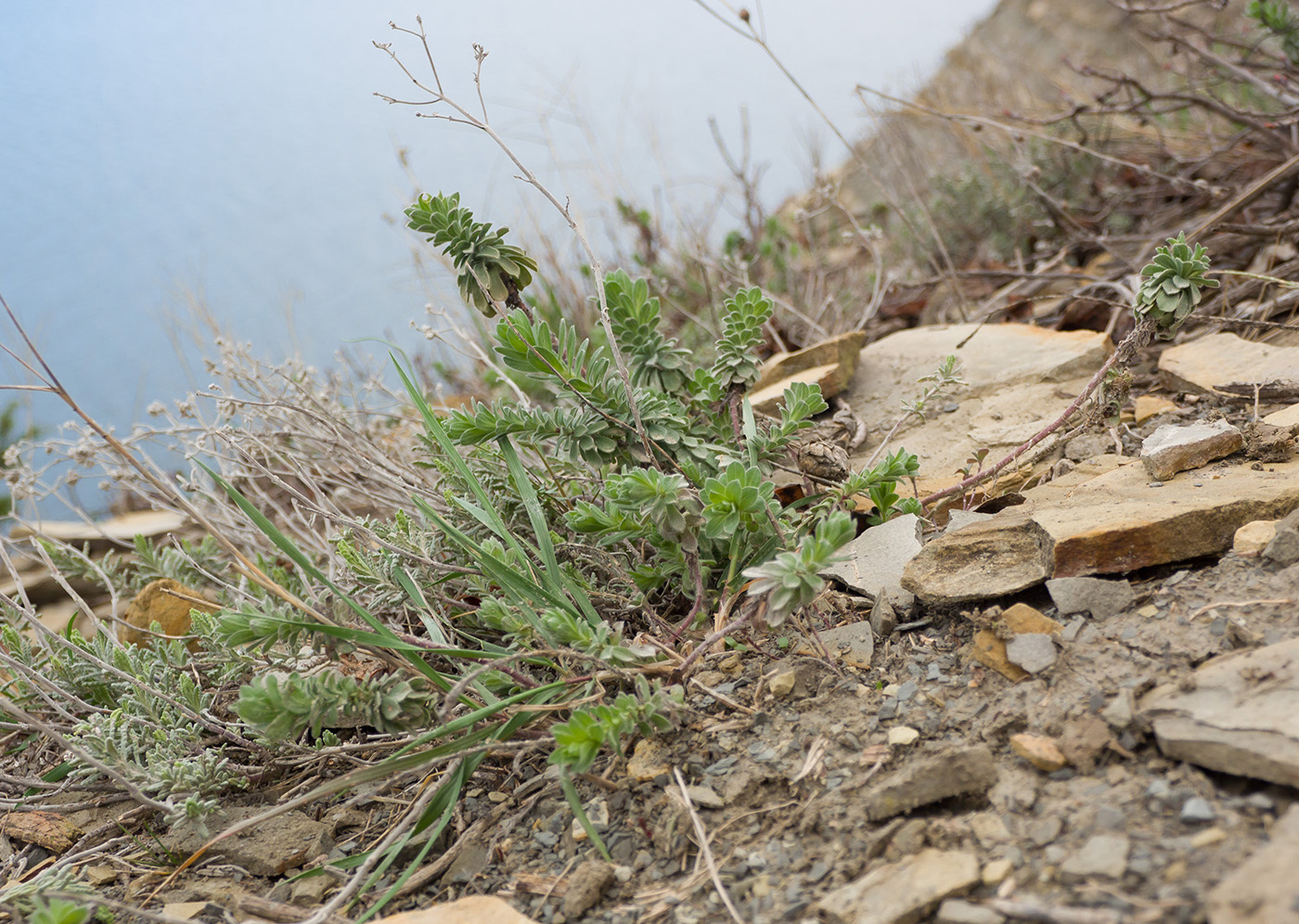 Изображение особи Linum lanuginosum.