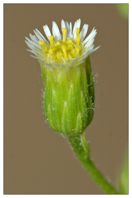 Image of Conyza canadensis specimen.