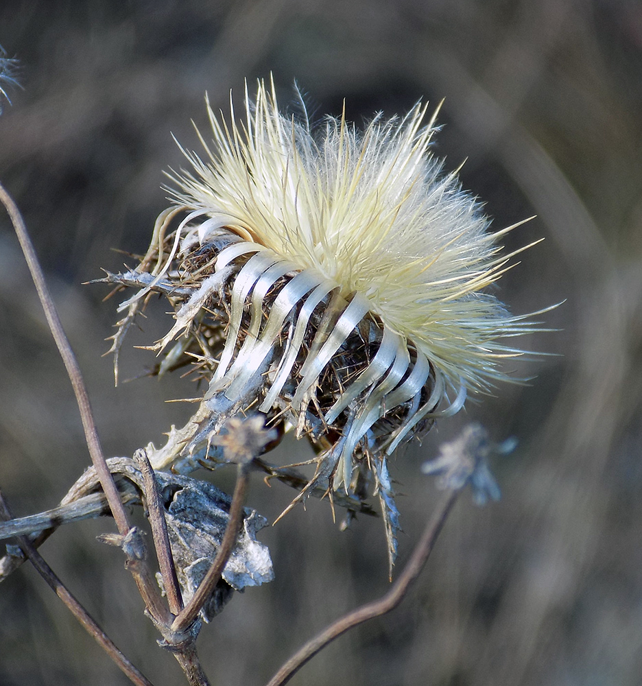 Image of Carlina biebersteinii specimen.