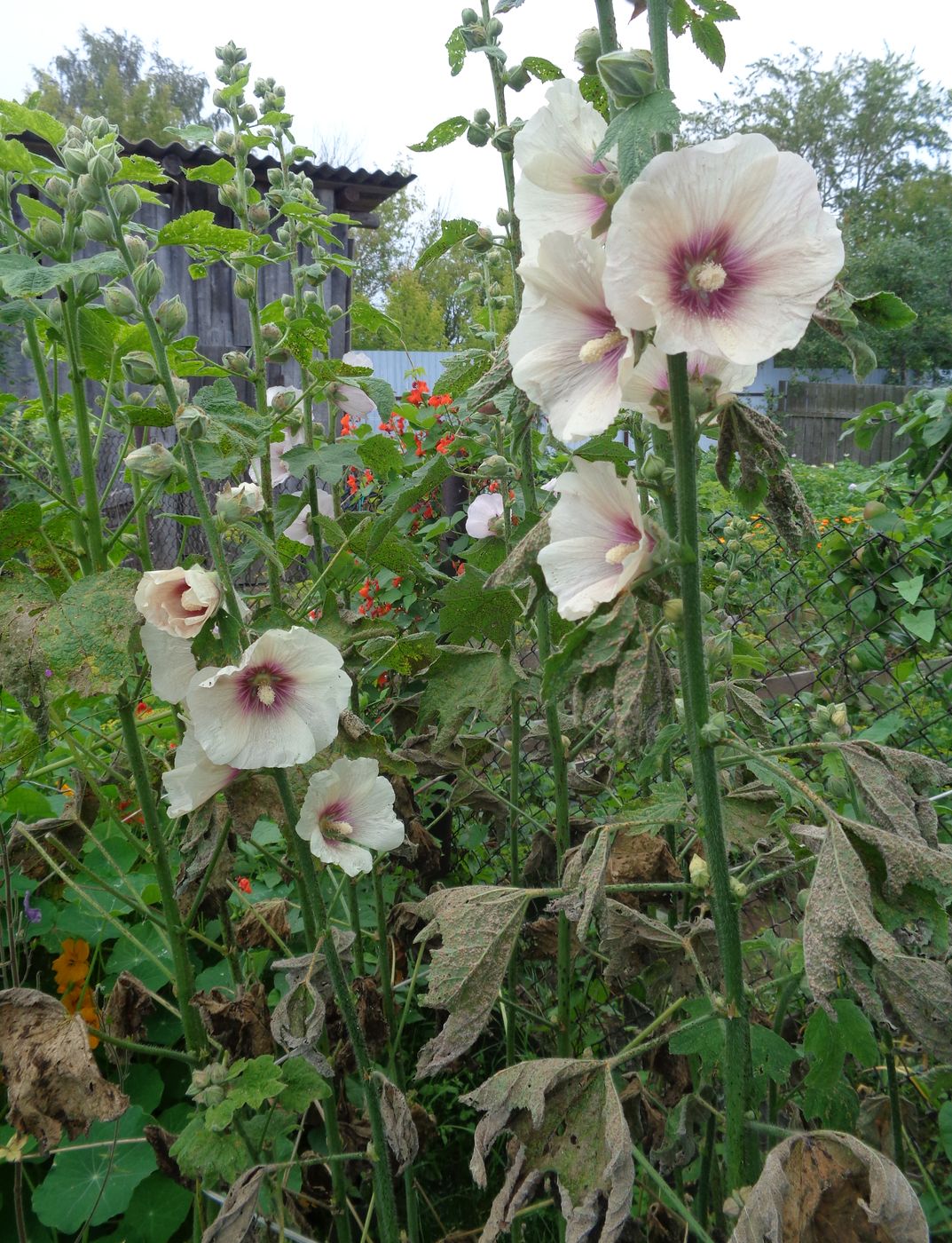 Image of Alcea rosea specimen.