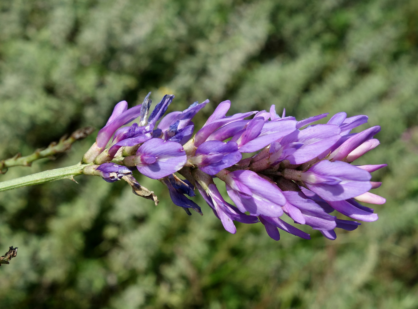 Image of Astragalus adsurgens specimen.