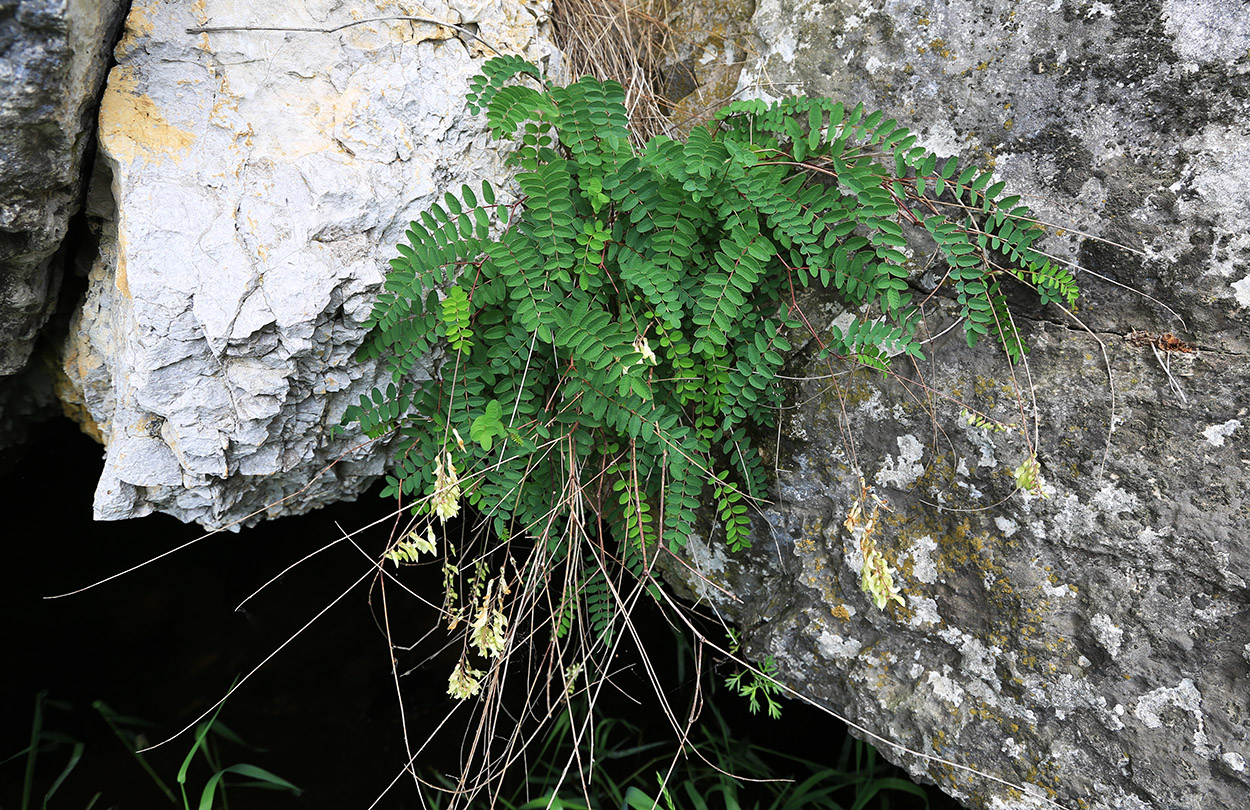 Image of Hedysarum ussuriense specimen.