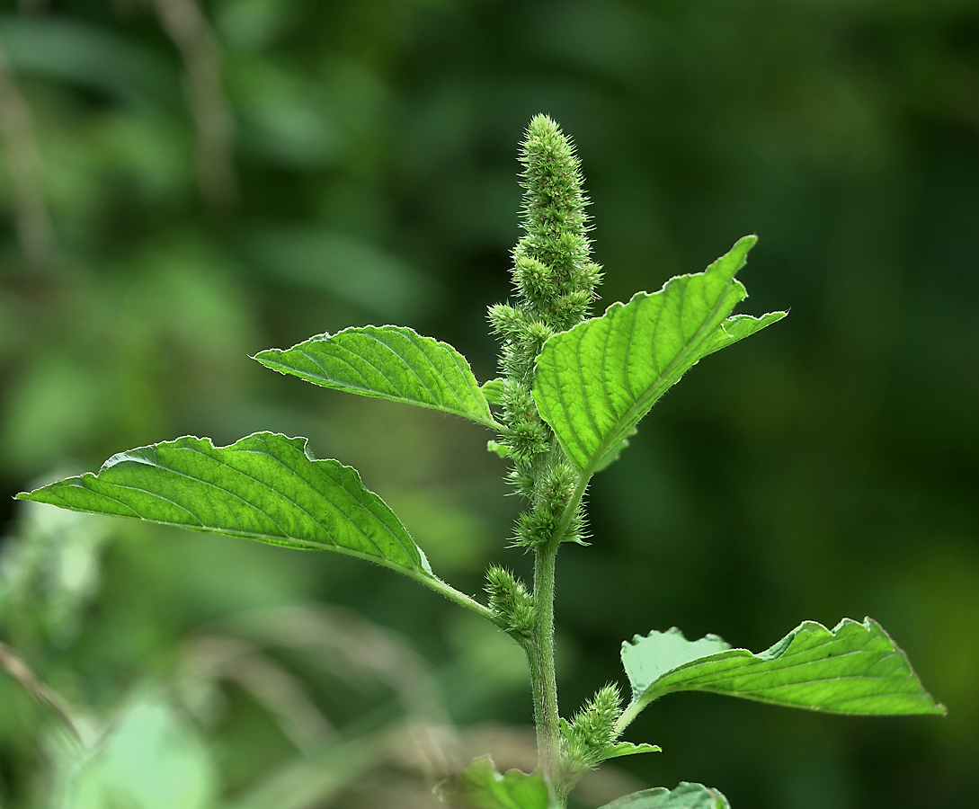 Image of Amaranthus retroflexus specimen.