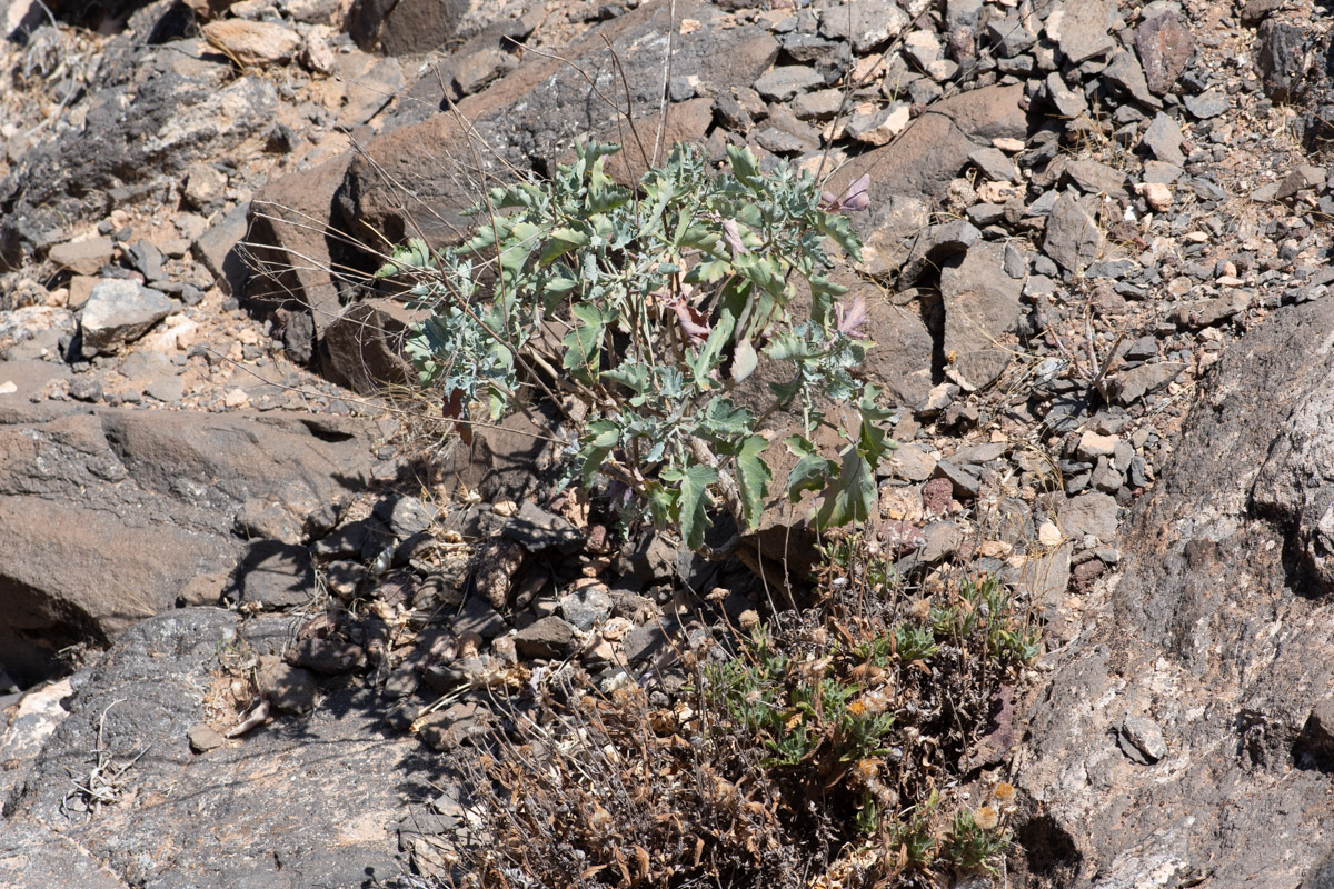 Image of Crambe sventenii specimen.