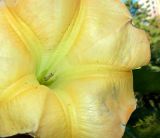 genus Brugmansia