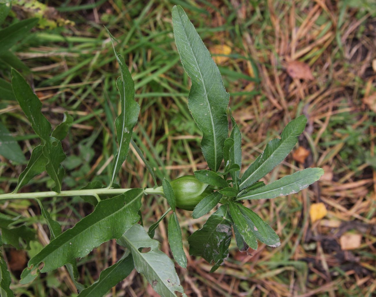 Image of Cirsium setosum specimen.