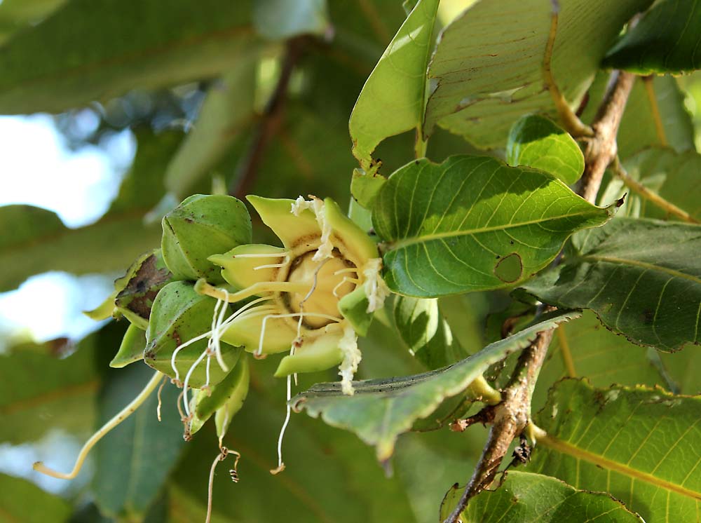 Изображение особи Duabanga grandiflora.