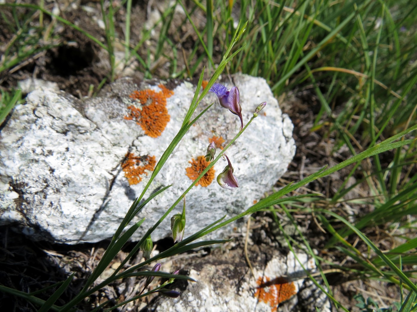 Изображение особи Polygala tenuifolia.