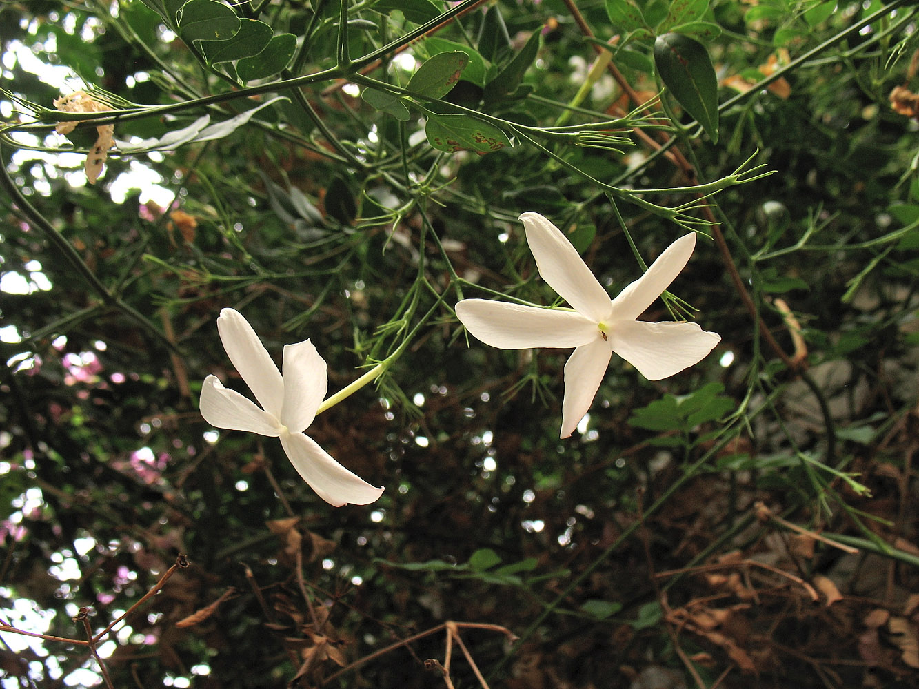 Image of Jasminum officinale specimen.