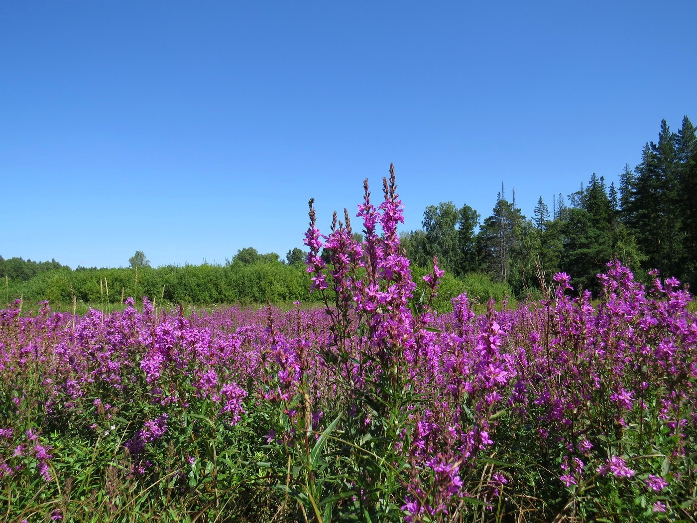 Image of Lythrum salicaria specimen.