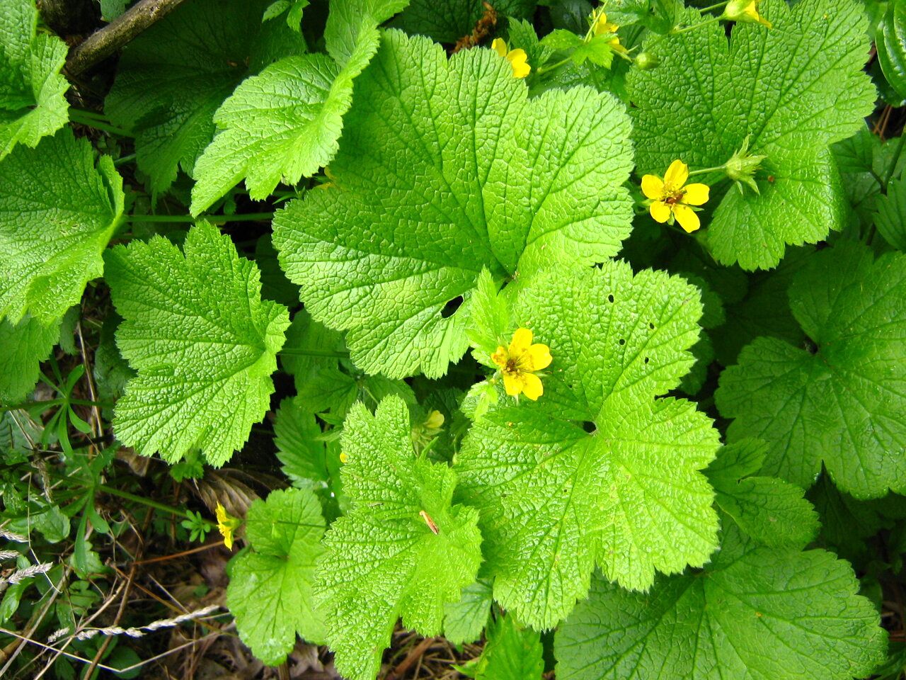 Изображение особи Waldsteinia geoides.