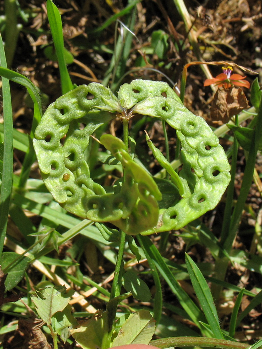 Image of Hippocrepis multisiliquosa specimen.