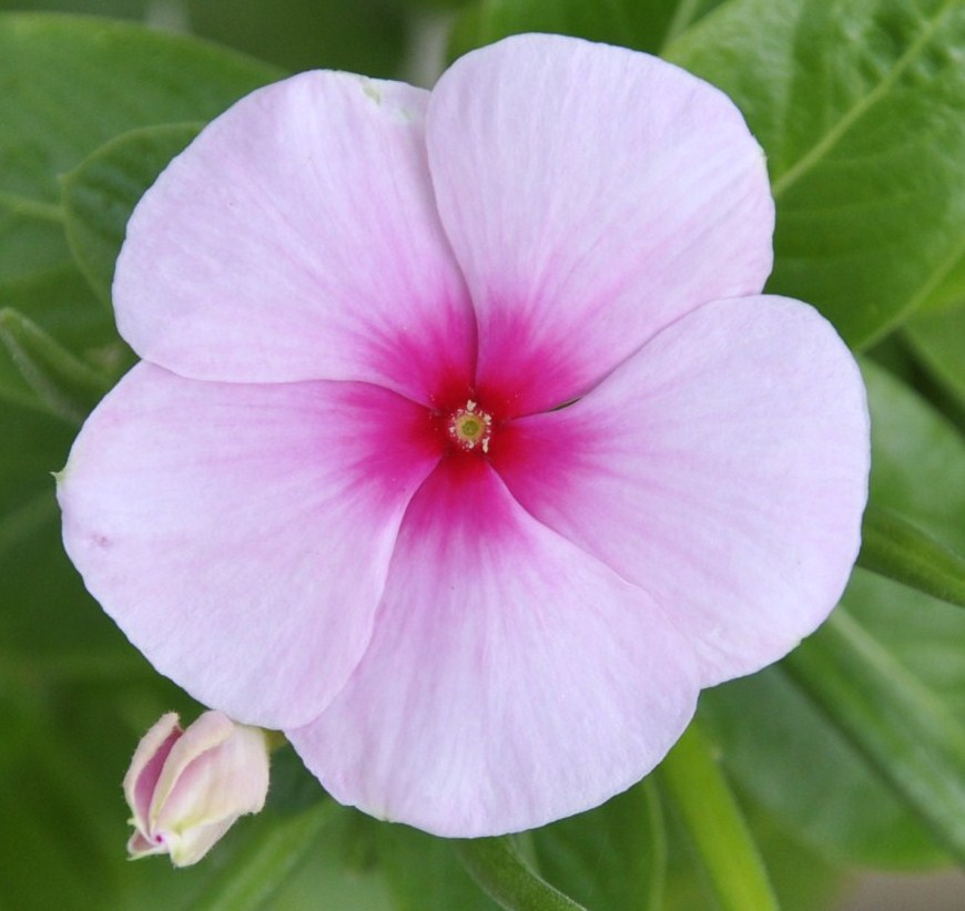 Изображение особи Catharanthus roseus.