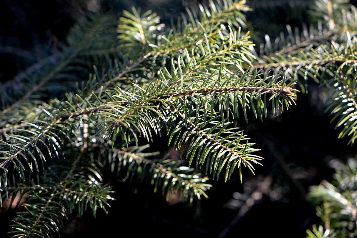 Image of Abies cephalonica specimen.