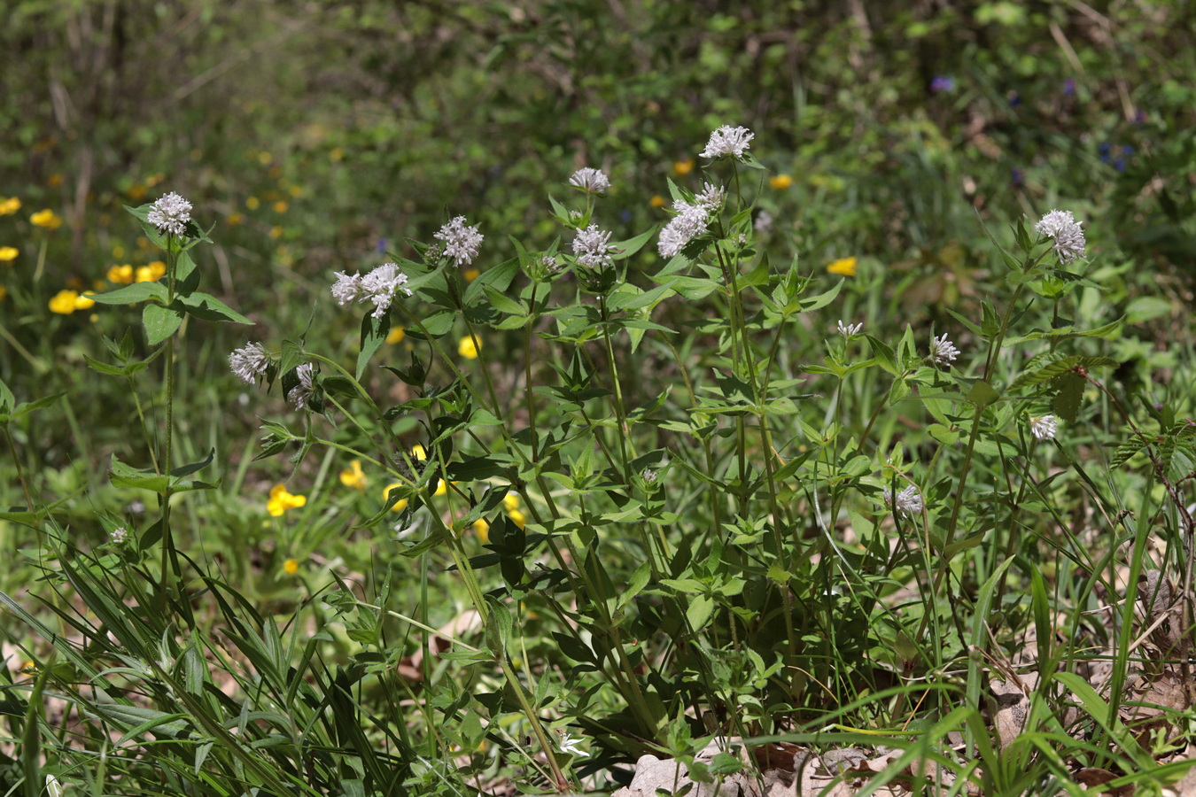 Image of Asperula caucasica specimen.