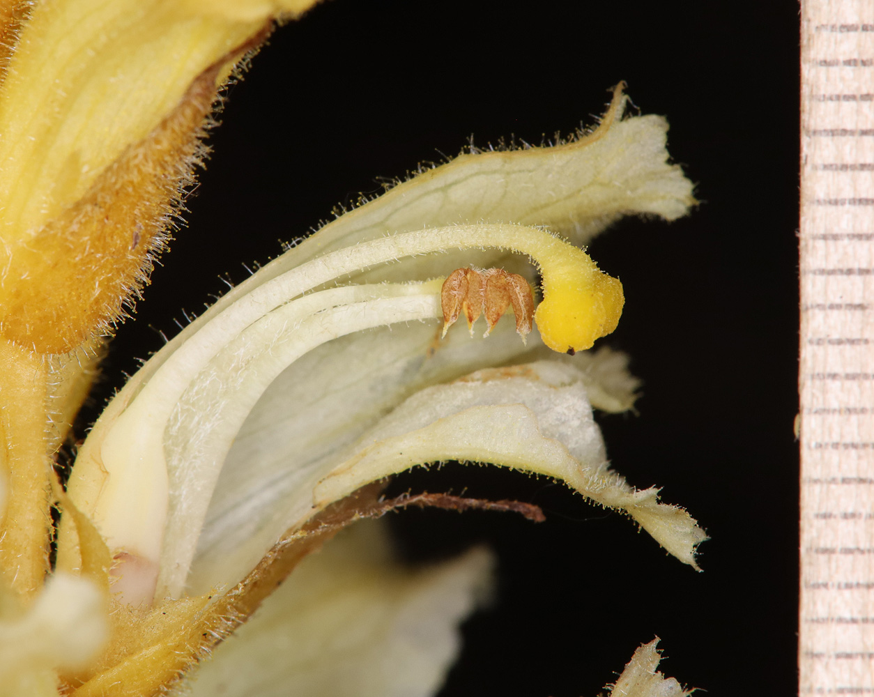 Image of genus Orobanche specimen.