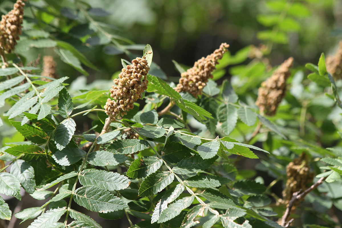 Изображение особи Rhus coriaria.