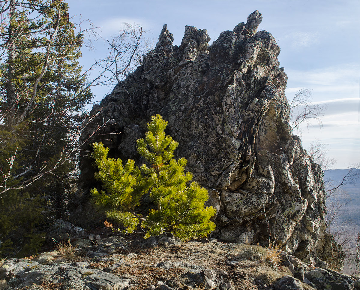 Изображение особи Pinus sylvestris.