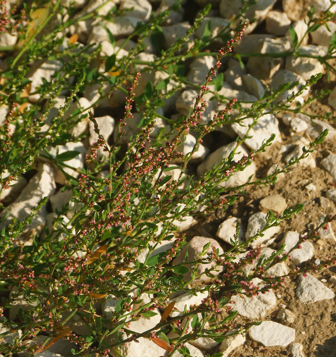 Image of Polygonum arenastrum specimen.