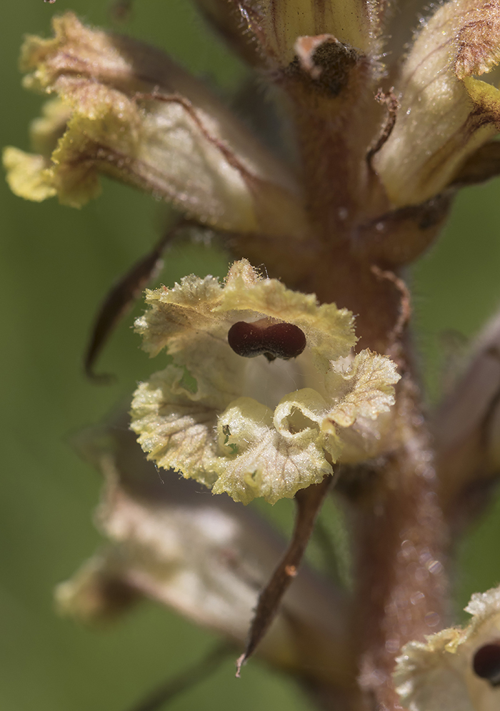 Изображение особи Orobanche alba.