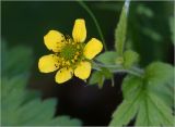 Geum urbanum