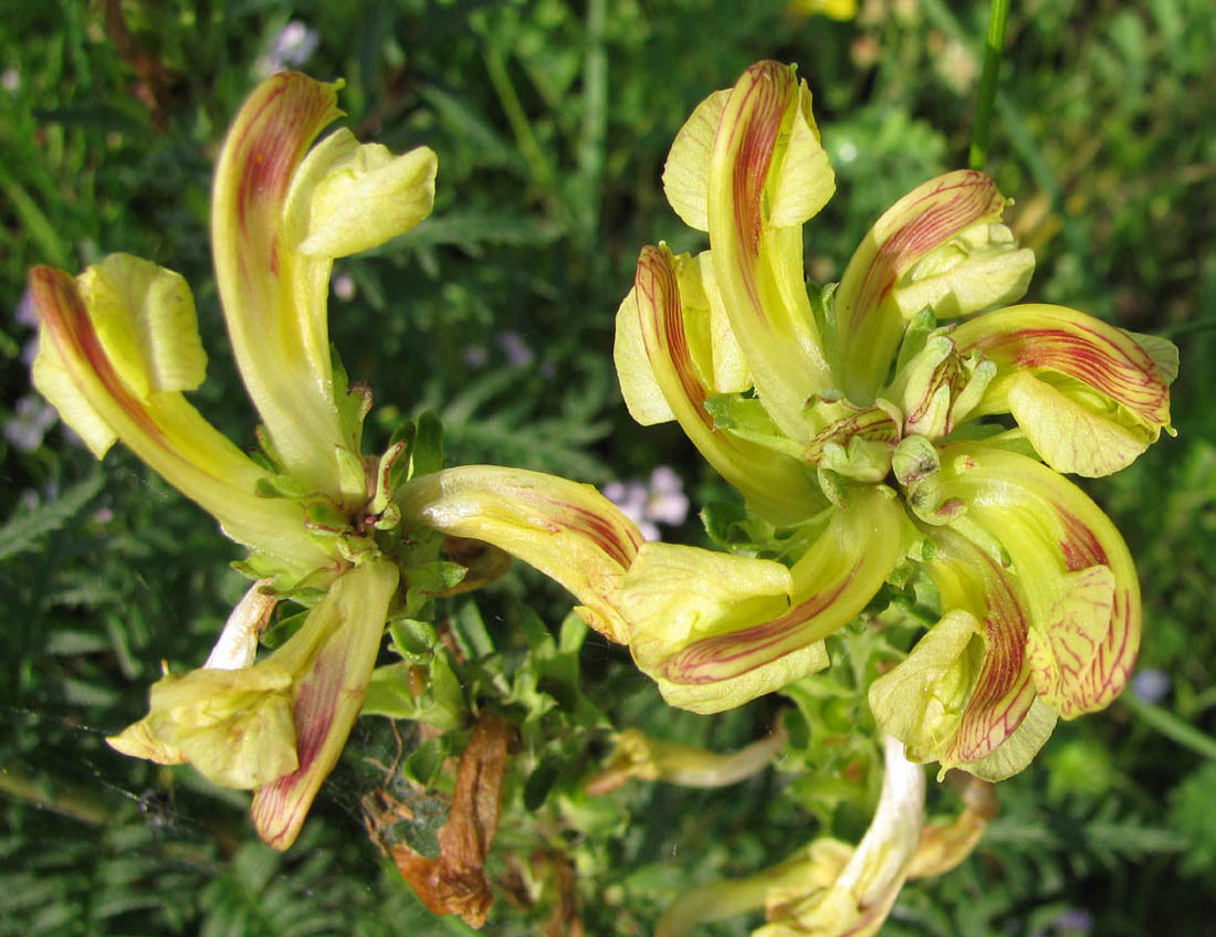 Изображение особи Pedicularis striata.