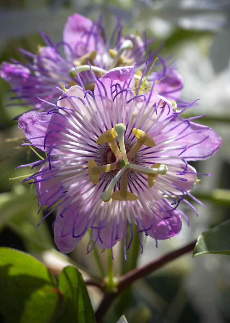 Image of Passiflora foetida specimen.