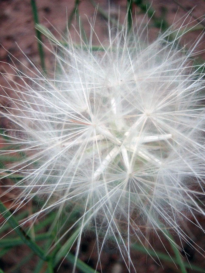 Изображение особи семейство Asteraceae.