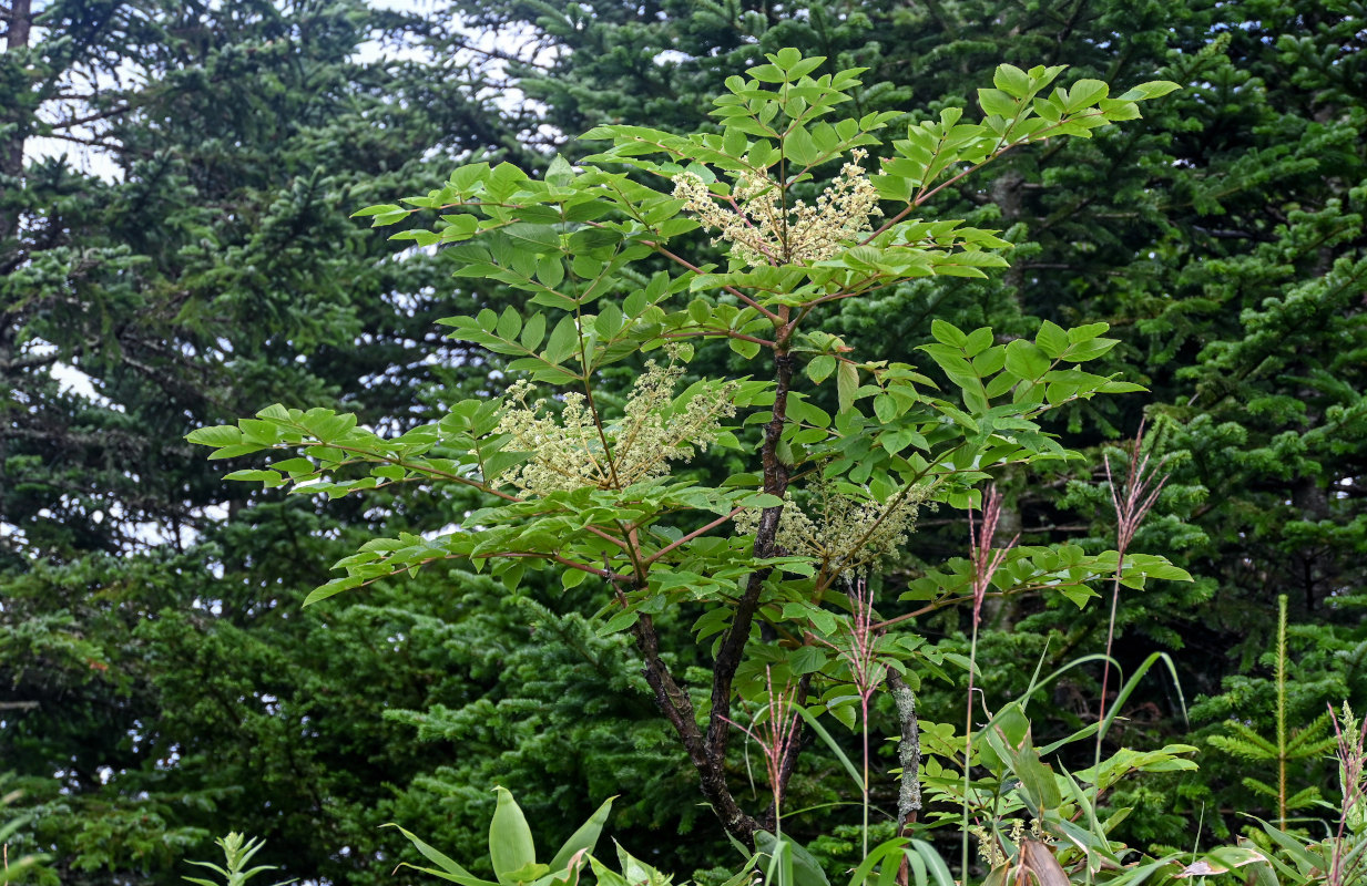 Image of Aralia elata specimen.