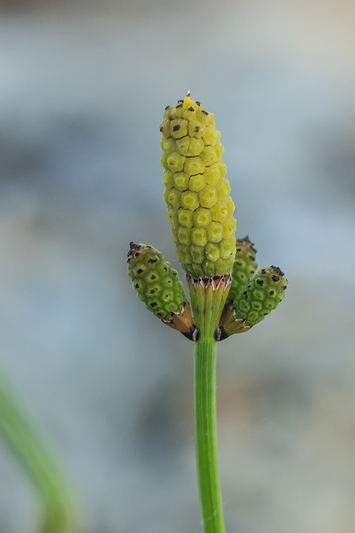 Изображение особи Equisetum ramosissimum.