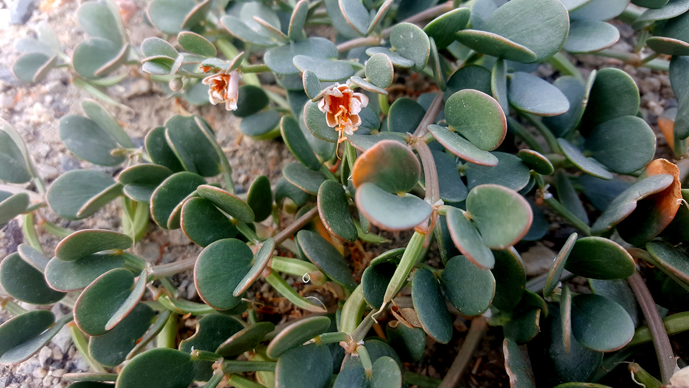 Изображение особи Zygophyllum potaninii.