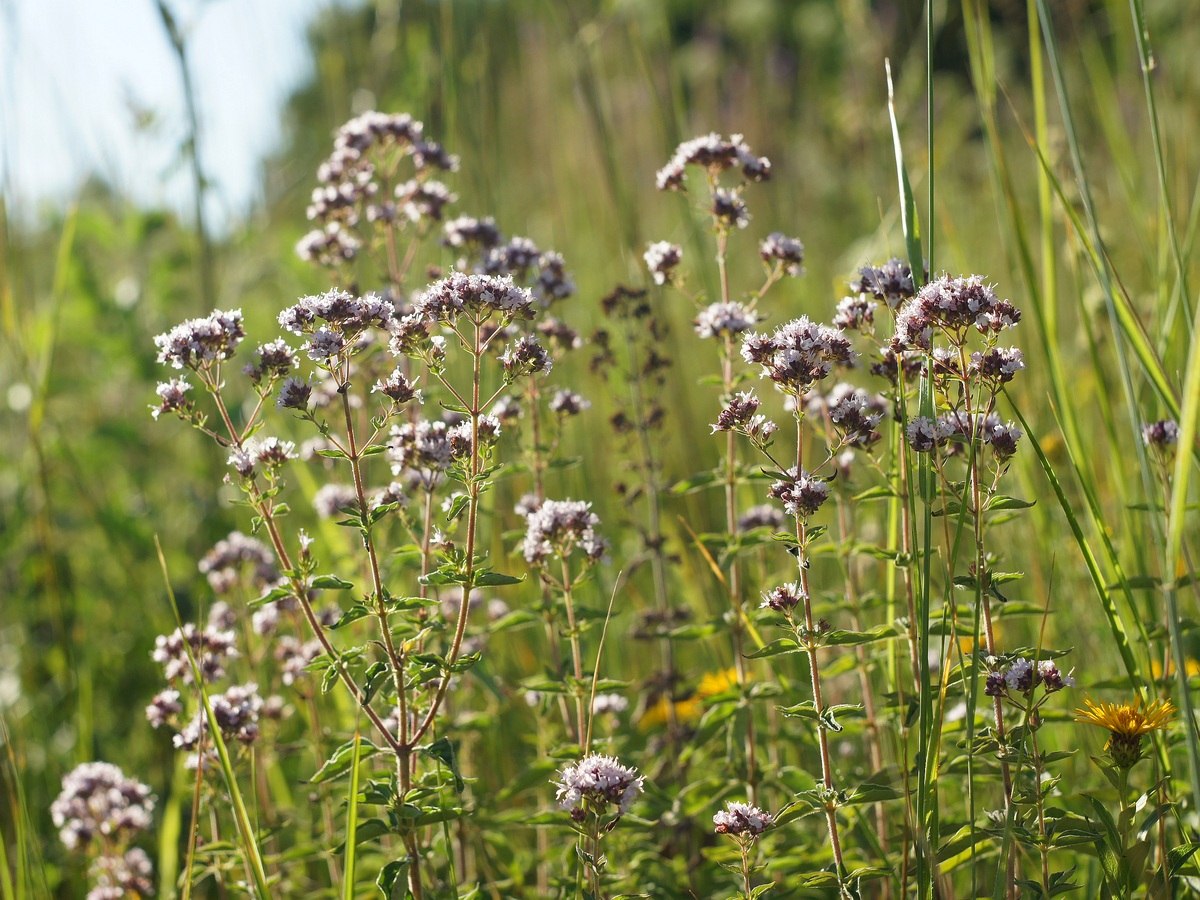 Изображение особи Origanum vulgare.