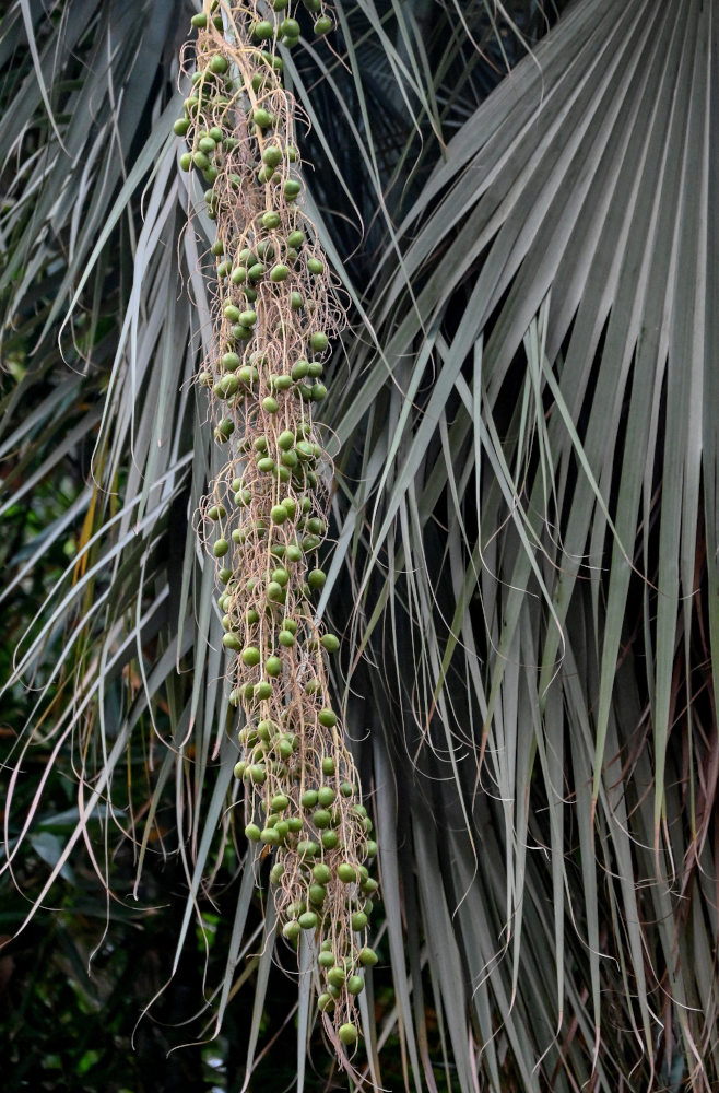 Изображение особи Washingtonia robusta.