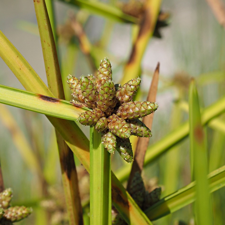 Изображение особи Schoenoplectiella mucronata.