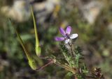 Erodium cicutarium. Верхушка побега с соцветием и соплодием. Испания, автономное сообщество Каталония, провинция Жирона, комарка Баш Эмпорда, муниципалитет Тороэлья-де-Монгри, юго-восточный сектор плато Монтанья Гран, разреженные заросли кустарников (гаррига), каменистый субстрат. 22.03.2023.