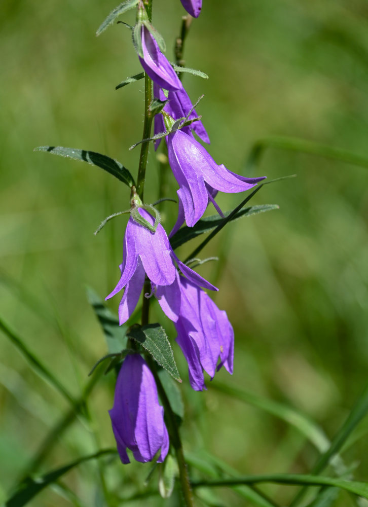 Image of Campanula rapunculoides specimen.