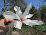 Смотреть изображение Magnolia zenii