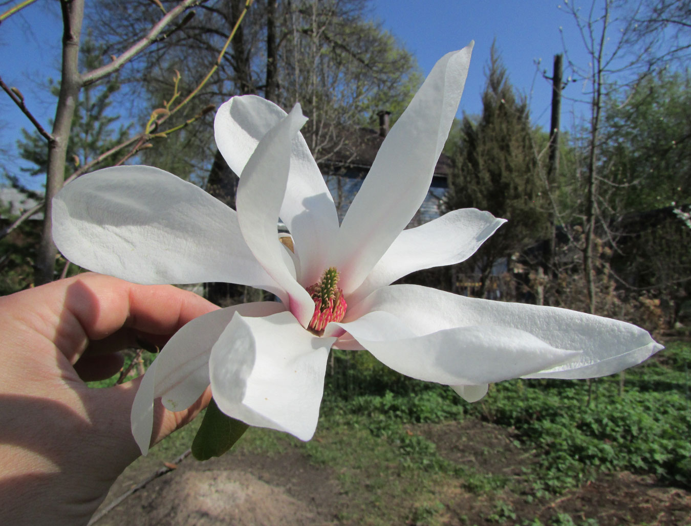 Изображение особи Magnolia zenii.