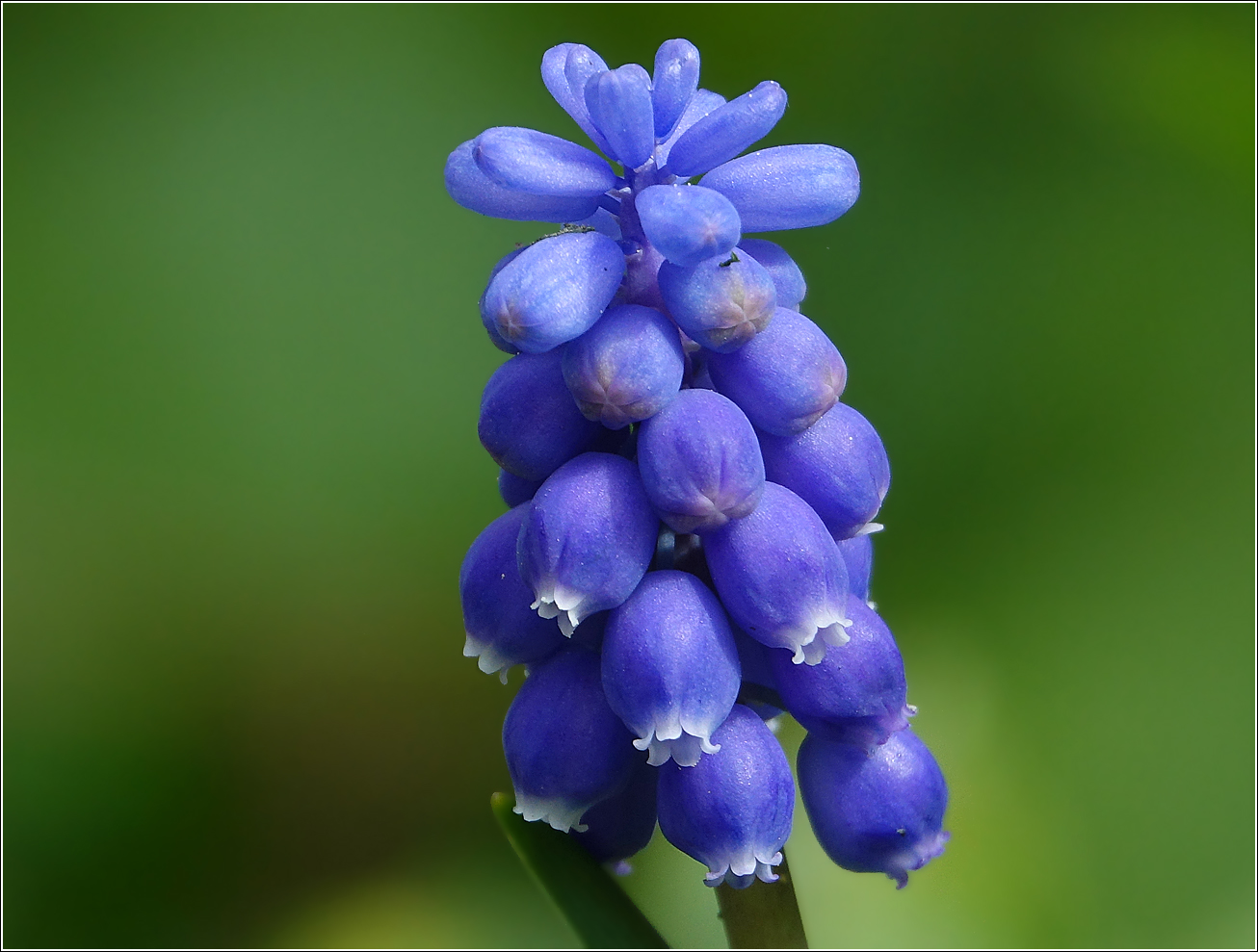 Image of genus Muscari specimen.