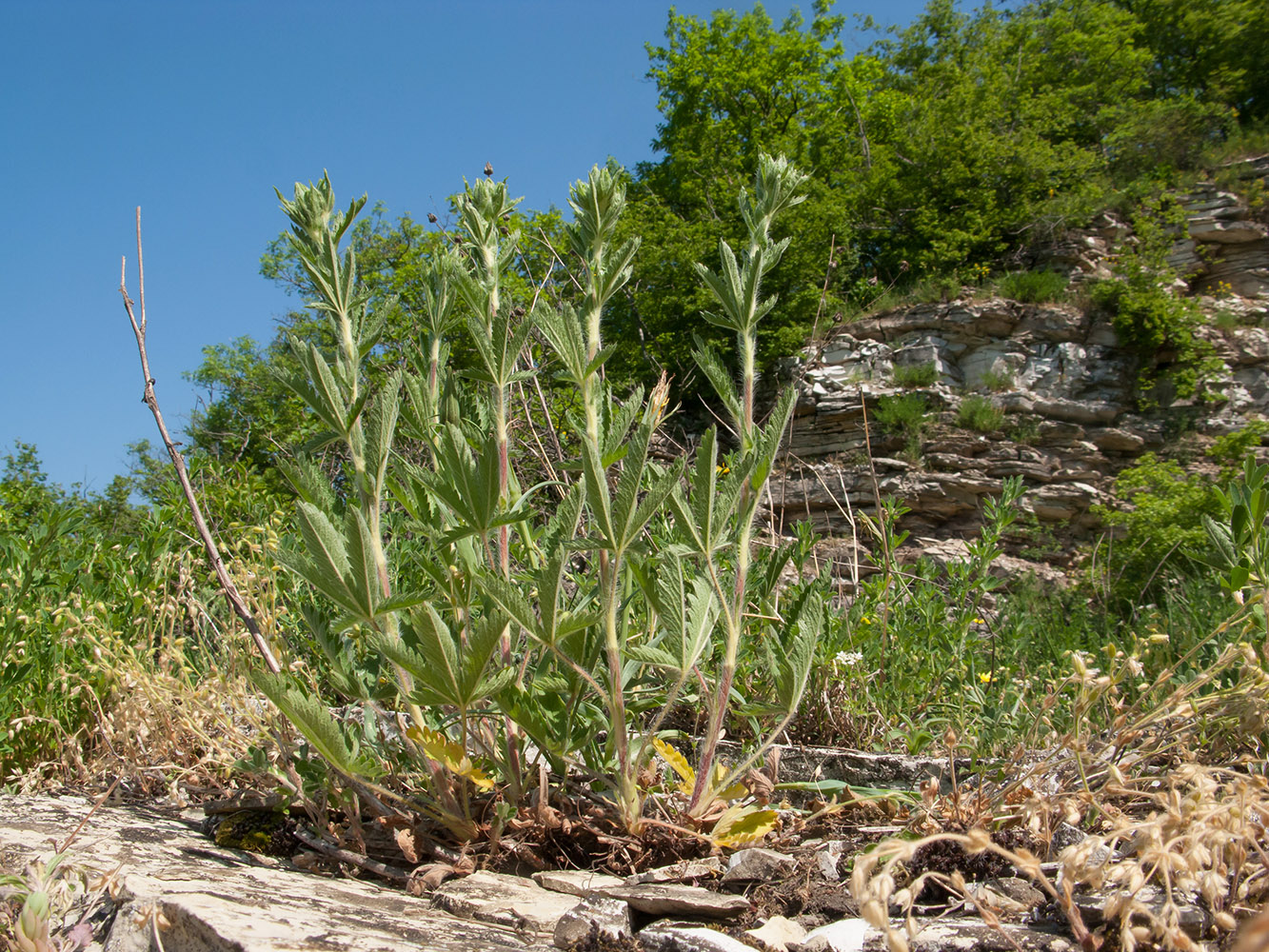 Image of genus Potentilla specimen.