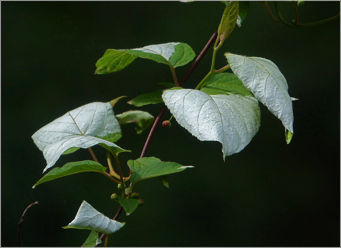 Изображение особи Actinidia kolomikta.