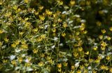 Смотреть изображение Saxifraga cymbalaria